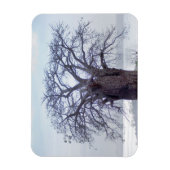 Baobab (Adansonia Digitata), Luanda Magnet (Vertikal)