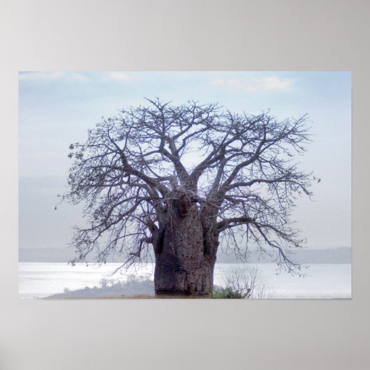 Baobab (Adansonia Digitata), Luanda Poster (Vorne)