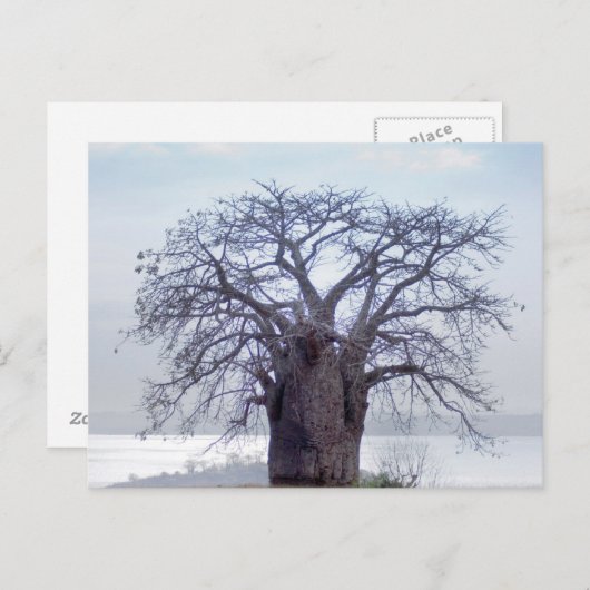 Baobab (Adansonia Digitata), Luanda Postkarte (Vorne/Hinten)