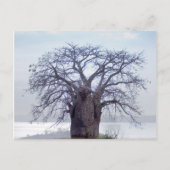 Baobab (Adansonia Digitata), Luanda Postkarte (Vorderseite)