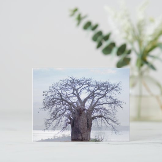 Baobab (Adansonia Digitata), Luanda Postkarte (Stehend Vorderseite)