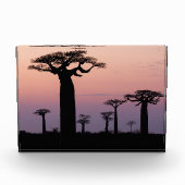 Baobab-Allee', Madagaskar, Morondava, Afrika, Fotoblock (Vorderseite)