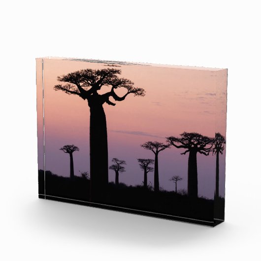 Baobab-Allee', Madagaskar, Morondava, Afrika, Fotoblock (Rechts)