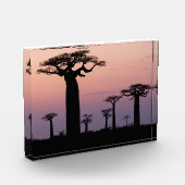 Baobab-Allee', Madagaskar, Morondava, Afrika, Fotoblock (Links)
