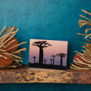 Baobab-Allee', Madagaskar, Morondava, Afrika, Fotoplatte