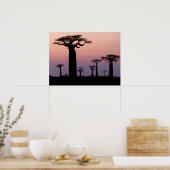 Baobab-Allee', Madagaskar, Morondava, Afrika, Poster (Küche)