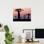 Baobab-Allee', Madagaskar, Morondava, Afrika, Poster (Heimbüro)