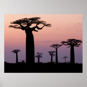Baobab-Allee', Madagaskar, Morondava, Afrika, Poster