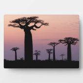 Baobab Alley', Madagaskar, Morondava, Afrika, Fotoplatte (Vorderseite)