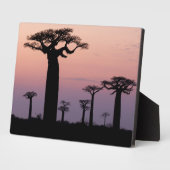 Baobab Alley', Madagaskar, Morondava, Afrika, Fotoplatte (Seite)