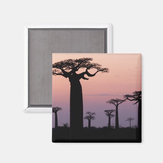 Baobab Alley', Madagaskar, Morondava, Afrika, Magnet (Vorderseite/Rückseite)