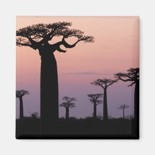 Baobab Alley', Madagaskar, Morondava, Afrika, Magnet