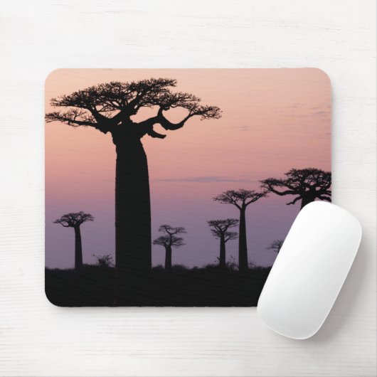Baobab Alley', Madagaskar, Morondava, Afrika, Mousepad (Mit Mouse)