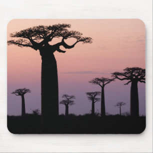 Baobab Alley', Madagaskar, Morondava, Afrika, Mousepad