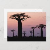 Baobab Alley', Madagaskar, Morondava, Afrika, Postkarte (Vorne/Hinten)