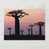 Baobab Alley', Madagaskar, Morondava, Afrika, Postkarte (Vorderseite)