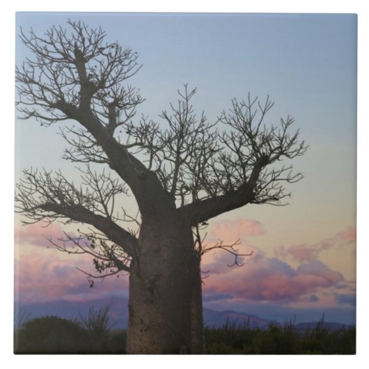 Baobab-Bäume, Berenty, Toliara, Madagaskar Fliese (Vorderseite)