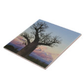 Baobab-Bäume, Berenty, Toliara, Madagaskar Fliese (Seite)