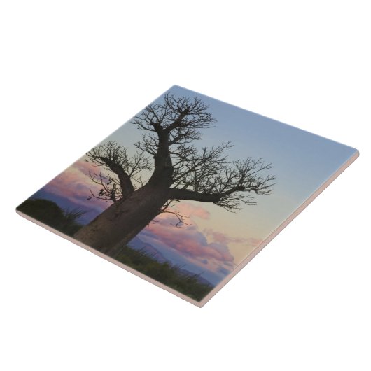 Baobab-Bäume, Berenty, Toliara, Madagaskar Fliese (Seite)