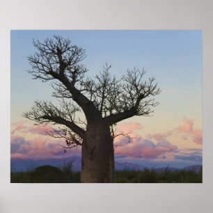 Baobab-Bäume, Berenty, Toliara, Madagaskar Poster