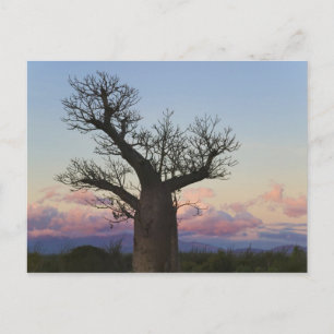 Baobab-Bäume, Berenty, Toliara, Madagaskar Postkarte