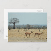 Baobab-Baumzweig personalisieren Destiny Destiny's Postkarte (Vorne/Hinten)