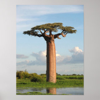 Baobab Madagaskar Poster