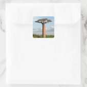 Baobab Madagaskar Quadratischer Aufkleber (Tasche)