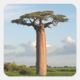 Baobab Madagaskar Quadratischer Aufkleber
