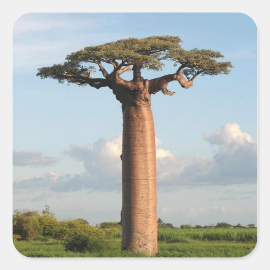 Baobab Madagaskar Quadratischer Aufkleber (Vorderseite)