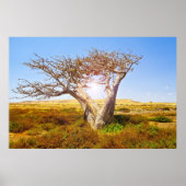 Baobab Poster (Vorne)