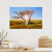 Baobab Poster (Küche)