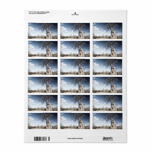 Baobab Tree at Mana Pools National Park, Simbabwe Adressaufkleber (Vorne)