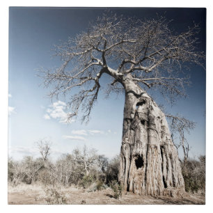 Baobab Tree at Mana Pools National Park, Simbabwe Fliese