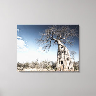 Baobab Tree at Mana Pools National Park, Simbabwe Leinwanddruck