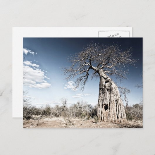 Baobab Tree at Mana Pools National Park, Simbabwe Postkarte (Vorne/Hinten)