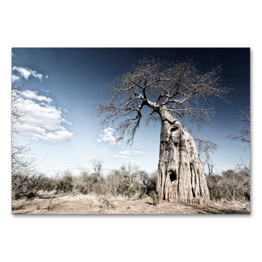 Baobab Tree at Mana Pools National Park, Simbabwe Tischnummer (Rückseite)