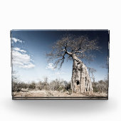 Baobab Tree at Mana Pools Nationalpark Foto (Vorderseite)