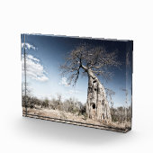 Baobab Tree at Mana Pools Nationalpark Foto (Rechts)