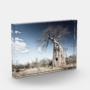 Baobab Tree at Mana Pools Nationalpark Foto