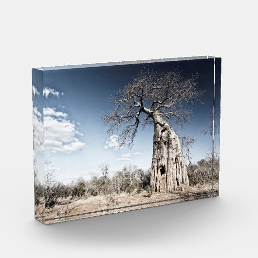 Baobab Tree at Mana Pools Nationalpark Foto (Links)