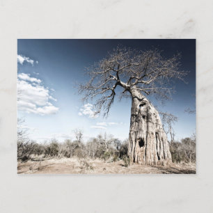 Baobab Tree at Mana Pools Nationalpark Foto Feiertagspostkarte