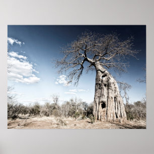 Baobab Tree at Mana Pools Nationalpark Foto Poster