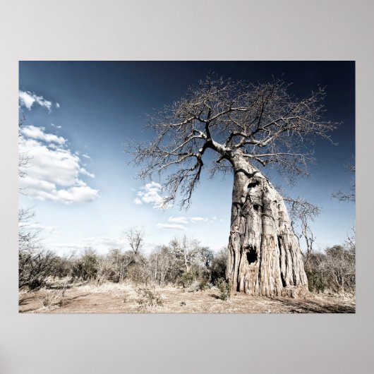 Baobab Tree at Mana Pools Nationalpark Foto Poster (Vorne)