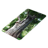 Baobab Tree Foto Magnet (Linke Seite)