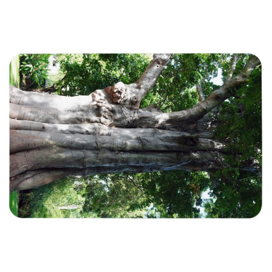 Baobab Tree Foto Magnet (Horizontal)