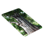 Baobab Tree Foto Magnet (Rechte Seite)