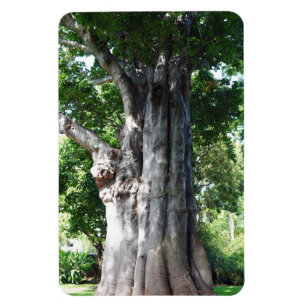 Baobab Tree Foto Magnet