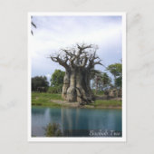 Baobab Tree Postcard Postkarte (Vorderseite)