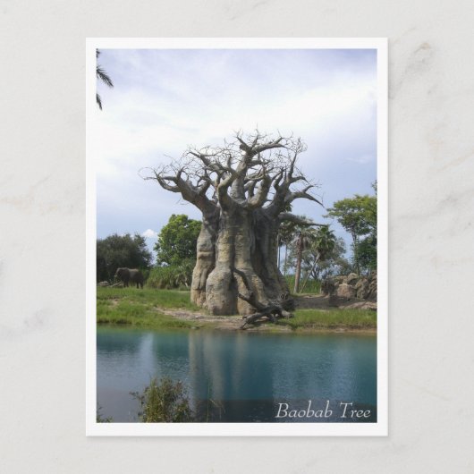 Baobab Tree Postcard Postkarte (Vorderseite)